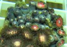 03092005zoa4.JPG