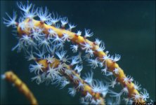 gorgonian.jpg