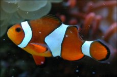 oscellaris.jpg