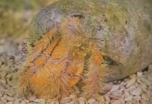 lastscan Yellow Hairy Hermit Crab.jpg