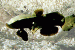 fishie.gif