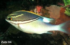 waikikifish.jpg