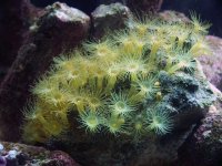 Yellow polyp 7-2005.jpg