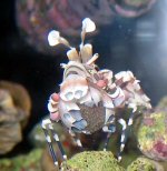 fem-harly feamale Harlequin with eggs.jpg