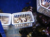 basket o frags.jpg