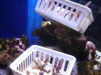 basket o frags 2.jpg