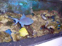 55 gal fish.jpg