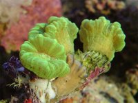 Reef-CandyCoral-3.jpg