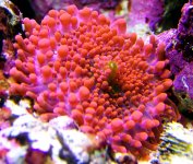 yuma_tangerine050721.jpg
