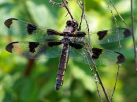 dragonfly.jpg