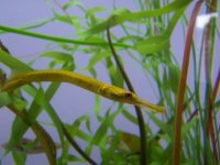 bay pipefish.jpg