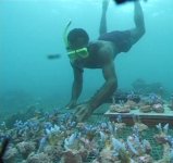 pacific aqua farming.jpg