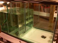 Filling the sump and tank 004.jpg