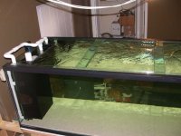 Running the tank for the first time 002.jpg