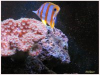 cbb and cup coral.jpg