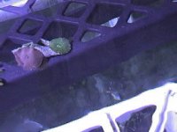 tankshelf2.jpg