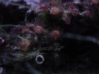 unknown coral---1a.jpg