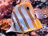 dscf0048_1.jpg