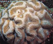 symphyllia agaricia.jpg