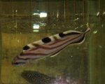 convict blenny.jpg