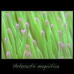 heteractis magnifica.jpg