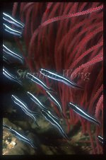 Blenny_Convict_Blenny_01_juveniles.jpg