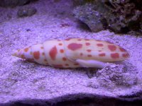snail.JPG