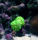 Caulastrea 10 days from drop.jpg