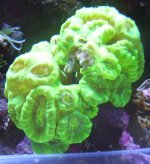 Caulastrea after.jpg