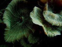 Green Shrooms.jpg