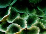 St. Patrick's Shrooms.jpg