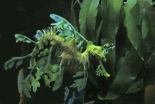 Green Dragon.jpg