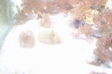 mini-clamnight 005.jpg