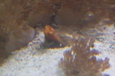 mini-clamnight 004.jpg