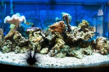 mini-11-14-03 full tank w urchin.jpg