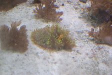 mini-clamnight 003.jpg
