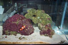 nemo.jpg