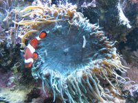 anemoneMouth.jpg