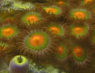 08312005zoa1.JPG