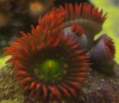 08312005zoa2.JPG