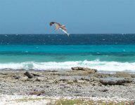 bonaire 063 (large).jpg