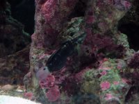 Dragon Goby 8-30-2005.JPG