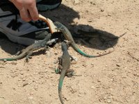 bonaire 022 (large).jpg