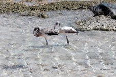 bonaire 065 (large).jpg