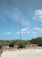 bonaire 060 (large).jpg