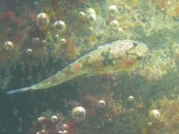 Fish1.jpg