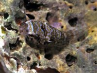 barred clingfish2.JPG