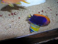 acanthops%20angel.jpg