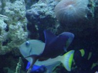 two trigs n a clown.JPG