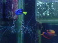 hippo, coris, shrimp.JPG